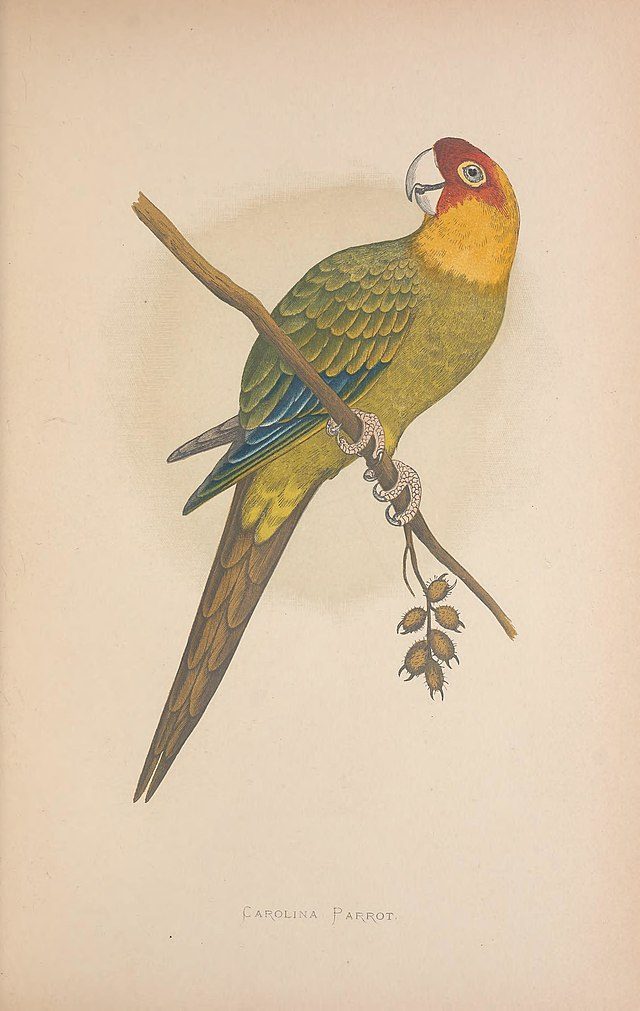 parrot